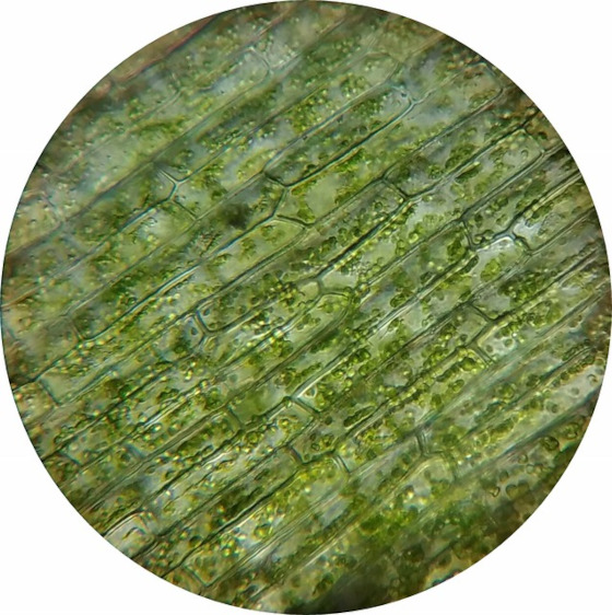 cellules d'algues vertes