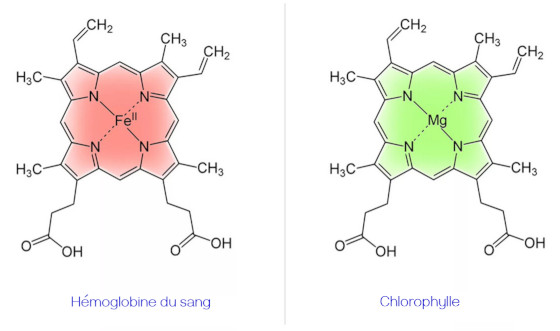 structure moléculaire de l'hémoglobine du sang et de la chlorophylle