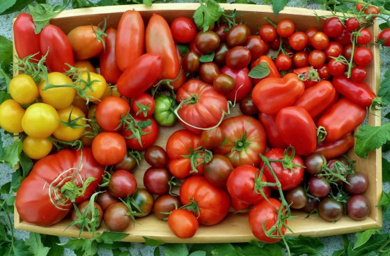 variétés anciennes de tomates