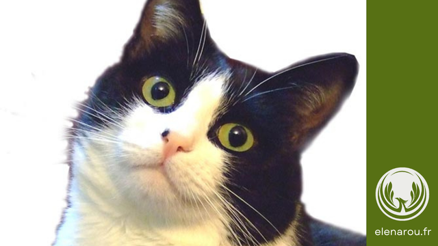Chat noir et blanc comme un pingouin !