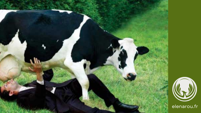 un homme en costard tète la vache comme un bébé