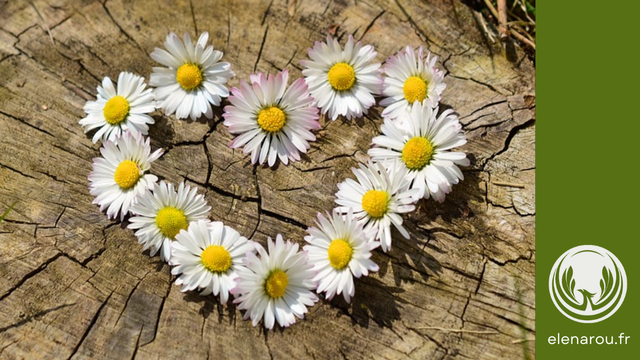 marguerites en coeur sur fond de bois