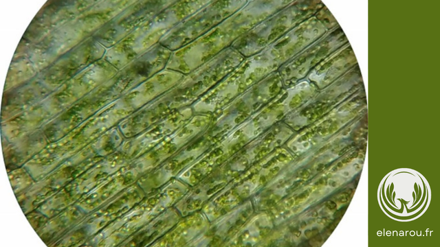 Cellules d'algues vertes au microscope
