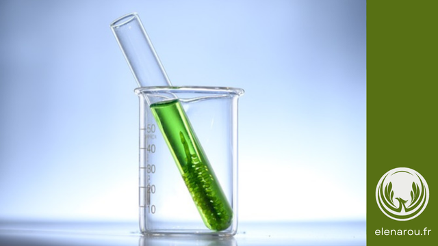 De la chlorophylle dans une éprouvette