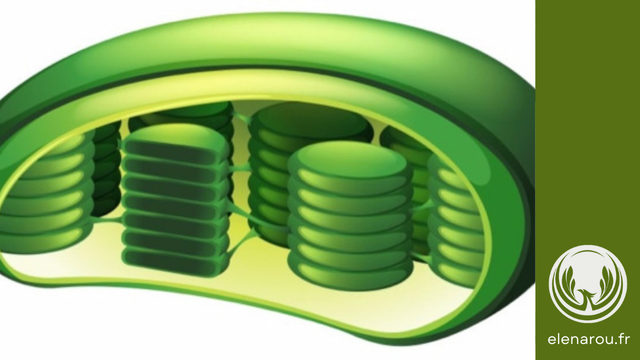 Chloroplaste