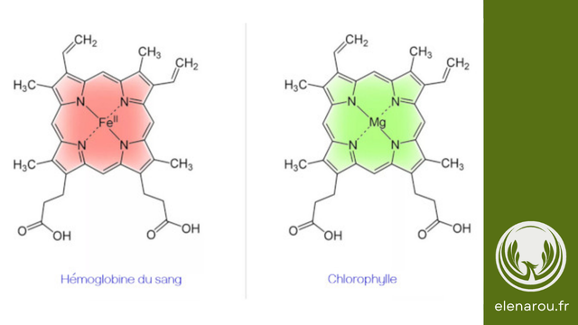 Structure moléculaire de l'hémoglobine du sang et de la chlorophylle