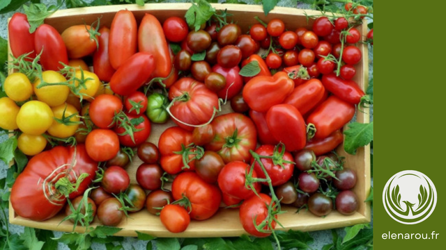 Variétés anciennes de tomates