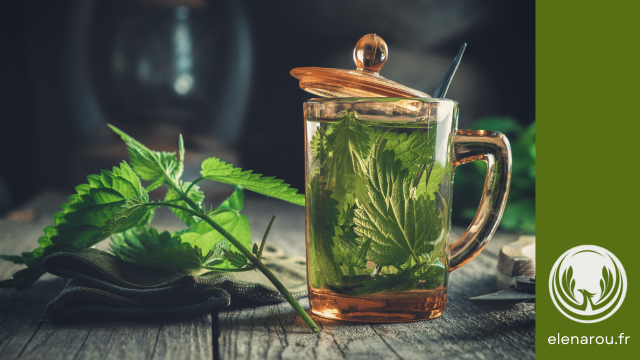 tisane à l'ortie