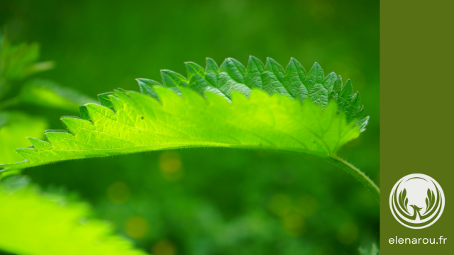 feuille d'ortie