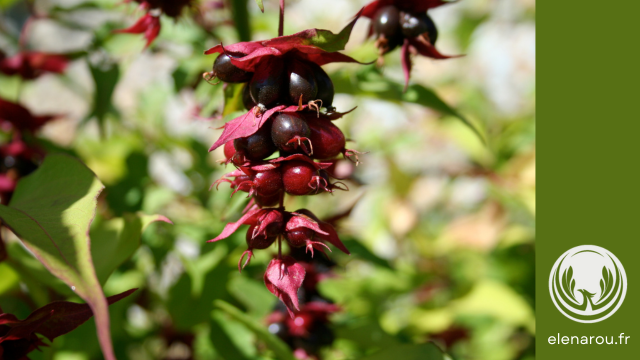 baies du leycesteria formosa