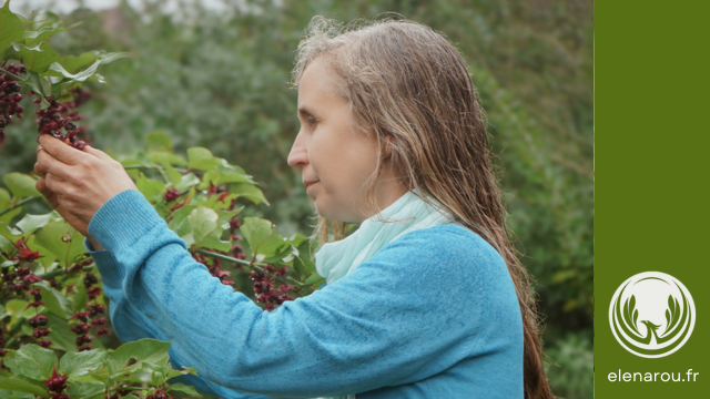 Elena Rouvier cueille les baies du Leycesteria formosa