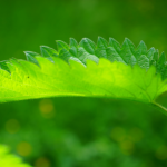 🌿 Allergies saisonnières ? Découvrez pourquoi l’ortie est mon antihistaminique naturel préféré