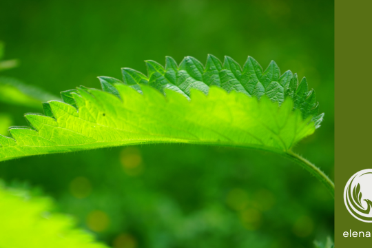 feuille d'ortie
